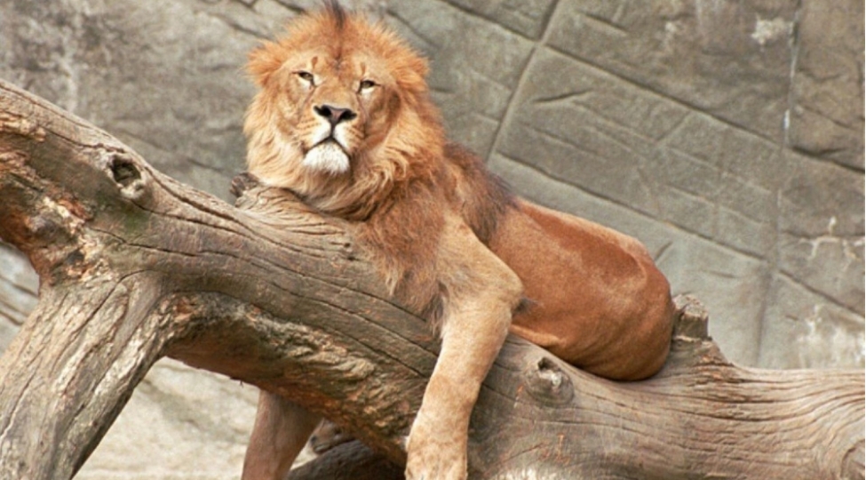 italiyada-shir-sirkden-qachib