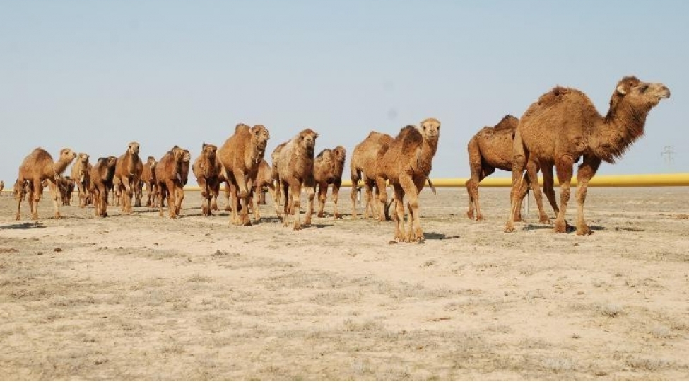 bu-olkelerden-develerin-idxalina-mehdudiyyet-qoyulub