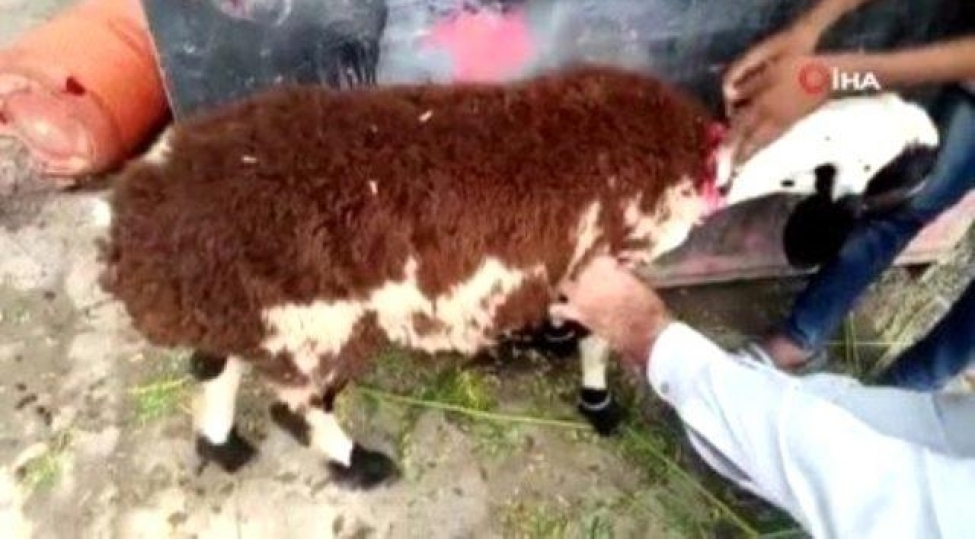 qurbanliq-qoyun-aldilar-kechi-chixdi