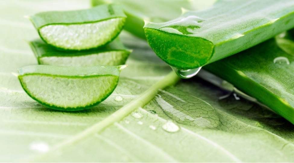 aloe-bitkisinin-inanilmaz-faydalari