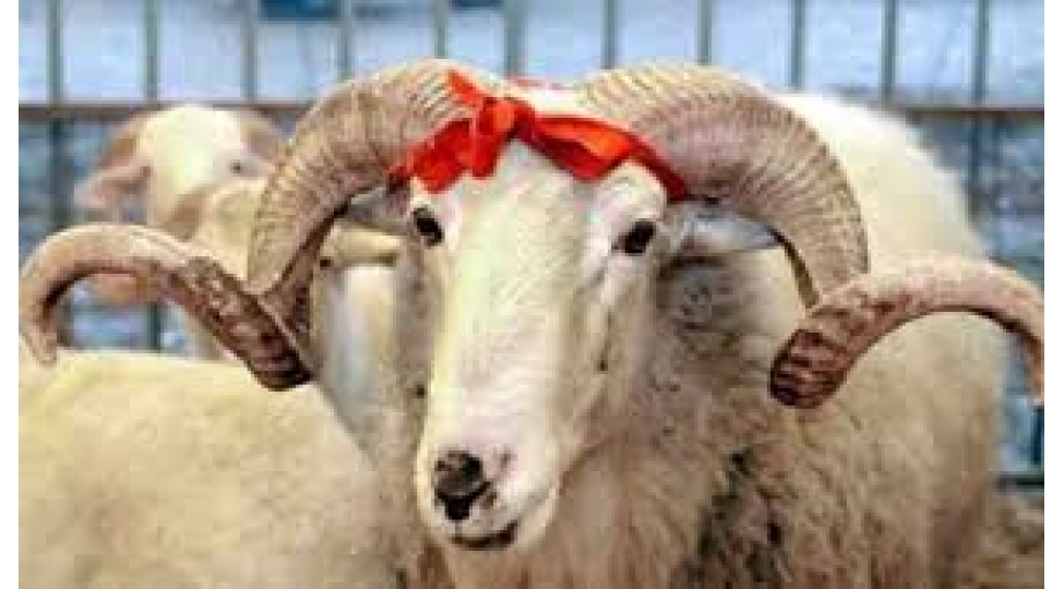 ushaq-dogulanda-adina-qurban-kesmeyin-ve-etinden-istifade-etmeyin-qaydasi-necedir