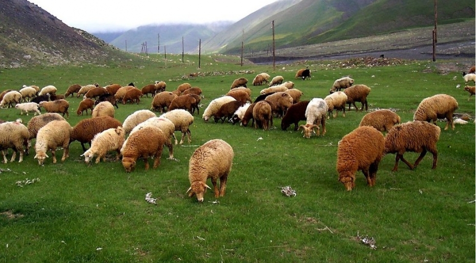 azerbaycanda-xirda-ve-iribuynuzlu-mal-qaranin-sayi-achiqlanib
