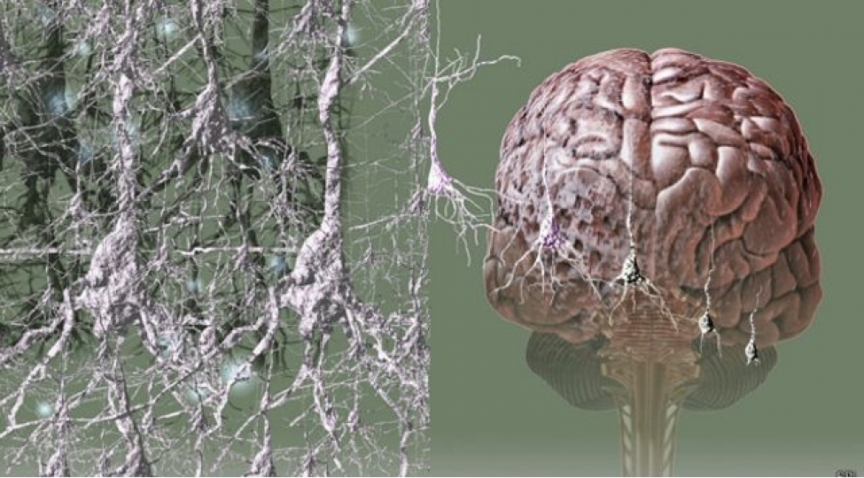 koronavirus-beyin-uchun-dehshetli-xestelikdir