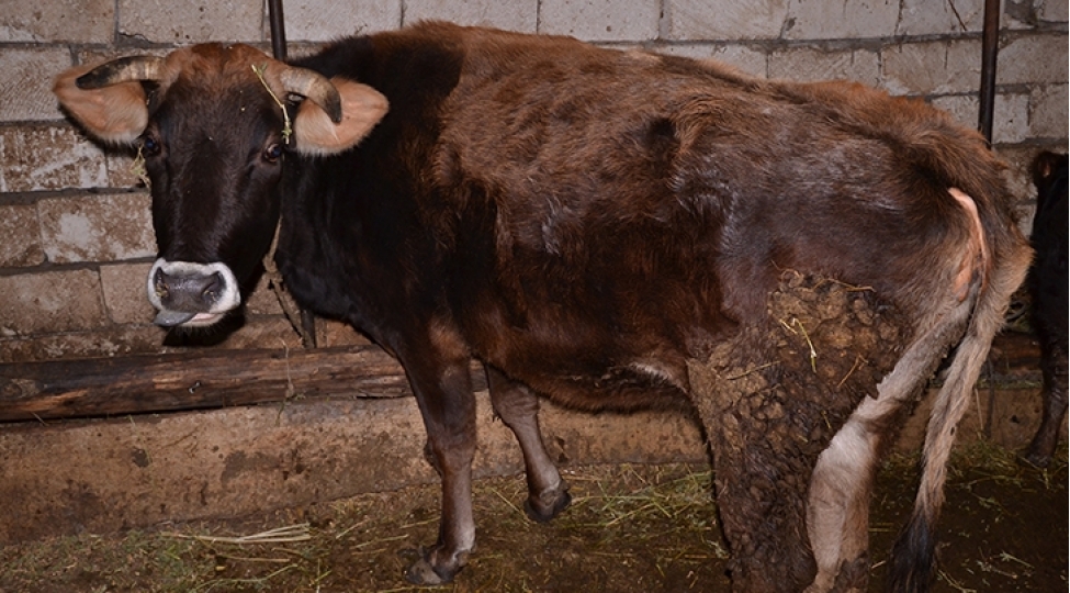 iribuynuzlu-heyvanlarin-identifikasiyasi-heyata-kechirilir