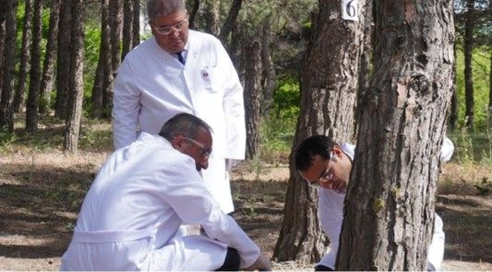 paytaxtda-sham-agaclarinin-mualicesi-aparilir