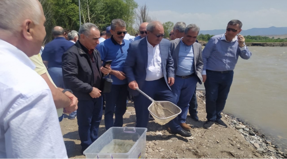 partiya-sedrleri-hekeri-chayina-baliq-buraxiblar