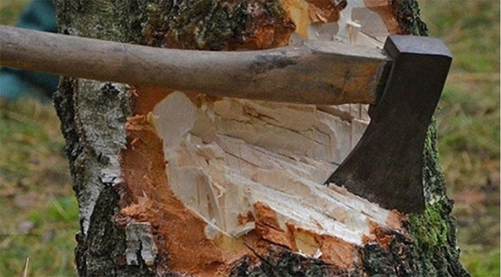 yashilliqlarin-qanunsuz-kesilmesi-faktlari-ashkarlanib-2
