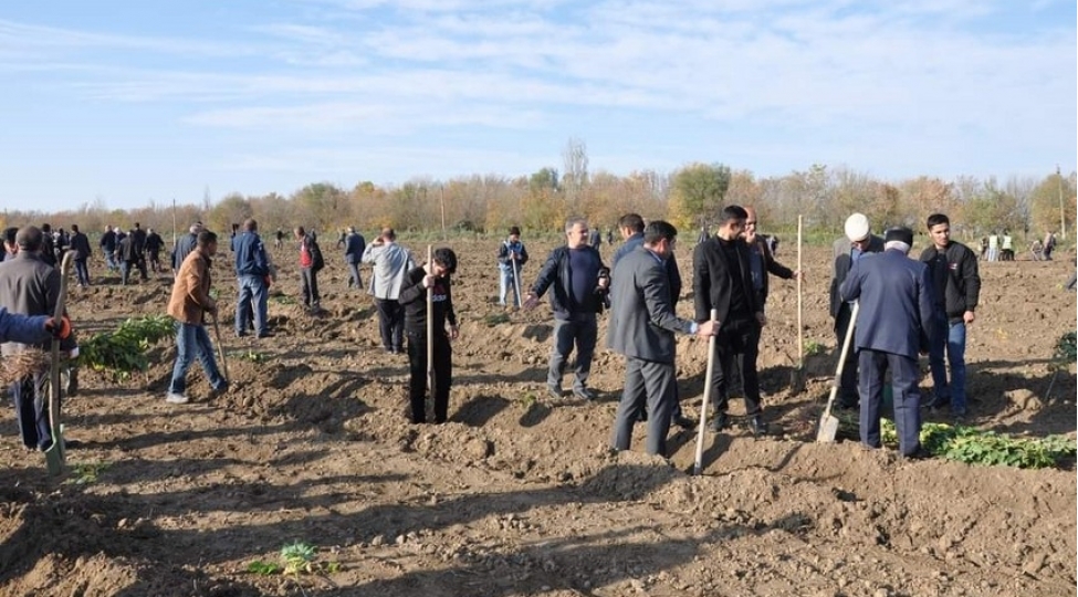 bilesuvarda-agacekme-aksiyasi-kechirilib-yeni-meshe-massivi-salinib