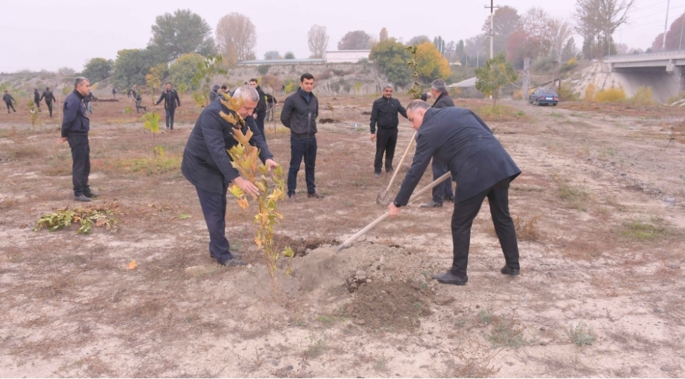 agdashda-agacekme-aksiyasi-kechirilib-foto