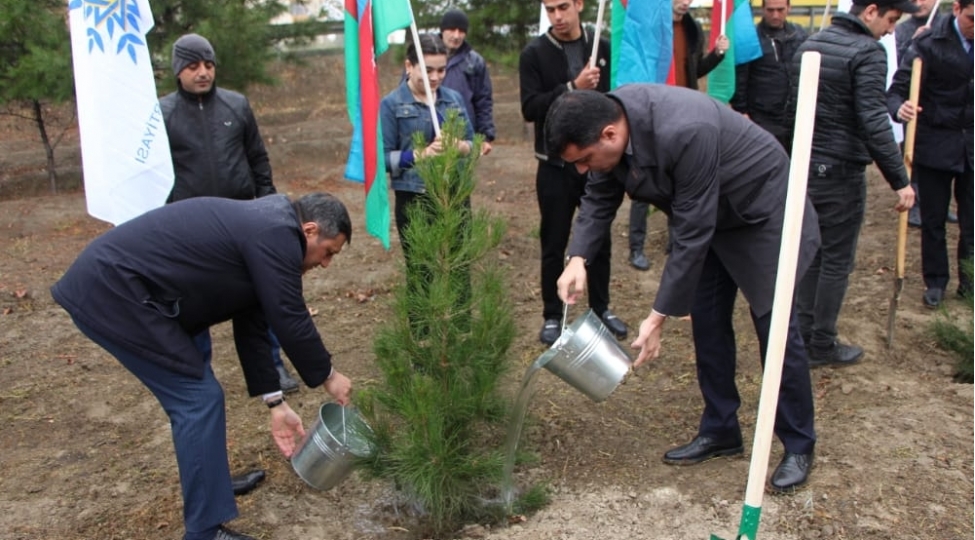 yevlaxda-yeni-azerbaycan-partiyasi-ugurlu-30-il-adli-agacekme-aksiyasi-kechirilib-foto