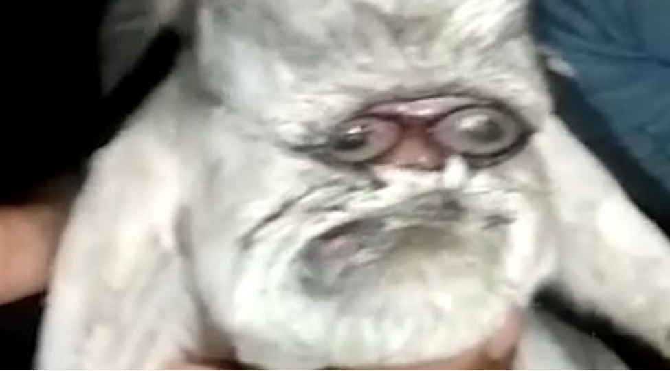 hindistanda-insanabenzer-ve-eynekli-kechi-dogulub