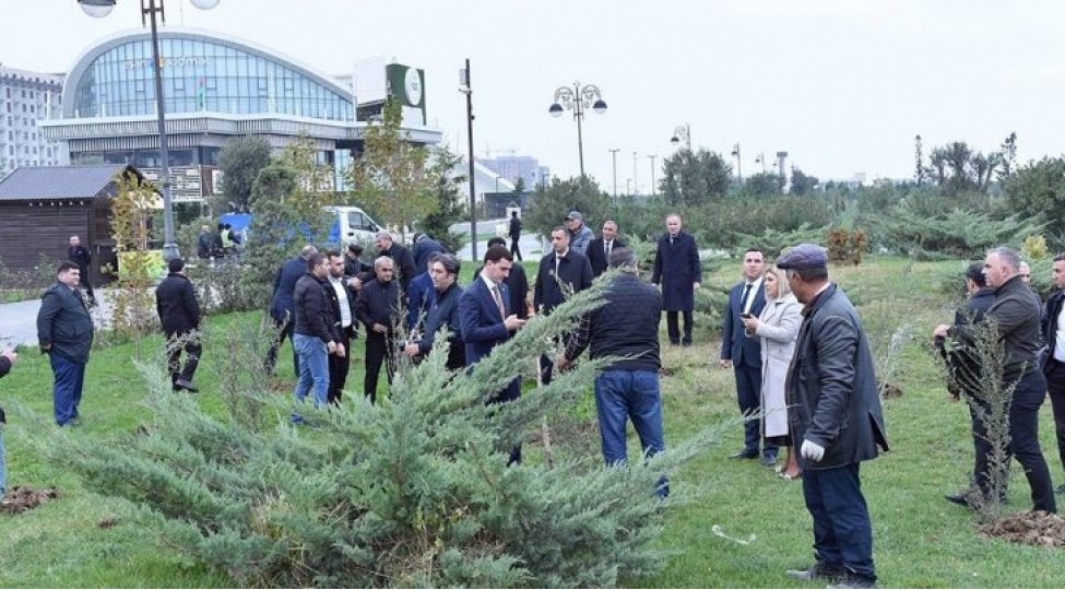 sumqayitda-agacekme-aksiyasi-kechirilib-foto