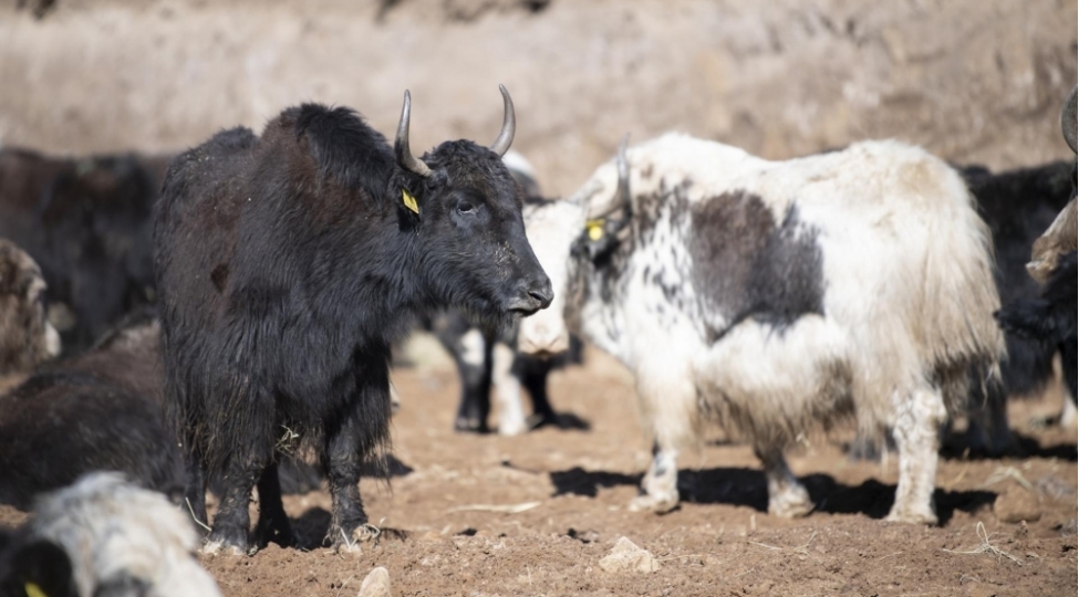 azerbaycana-qirgizistandan-damazliq-meqsedile-100-bash-yak-getirilib-foto