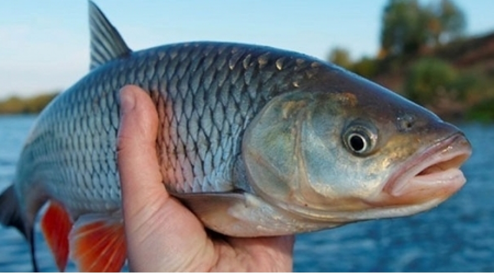 baliq-olum-riskini-azaldirmish