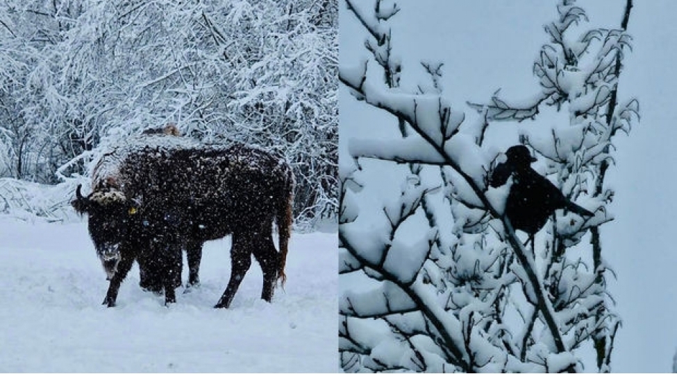 shahdag-milli-parkinda-qar-goruntuleri-foto