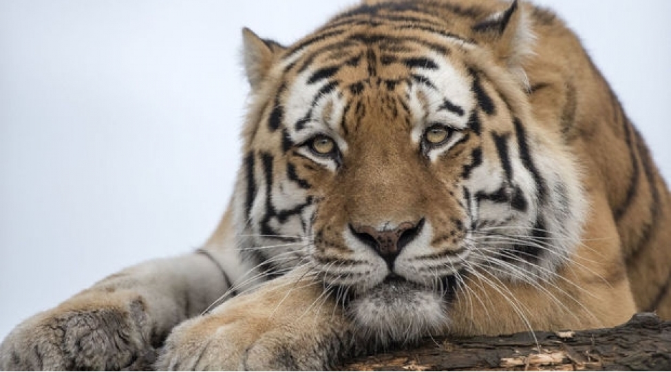 chin-zooparkinda-peleng-uch-aslan-terefinden-parchalandi