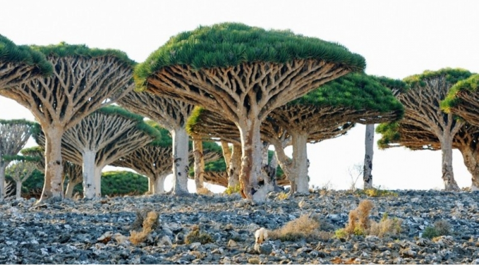 tebietin-mocuzeleri-fotolar