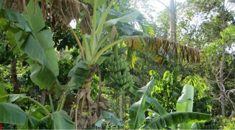 70-metrlik-qayadan-yixilan-turist-bananlarin-sayesinde-sag-qalib