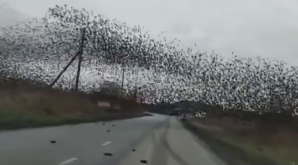 qush-surusu-rusiyada-tixaca-sebeb-oldu