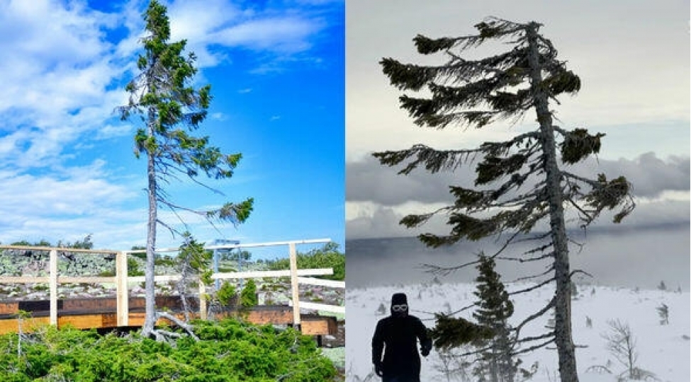 avropanin-en-yashli-agaci-qirildi-10-min-il-yashi-var