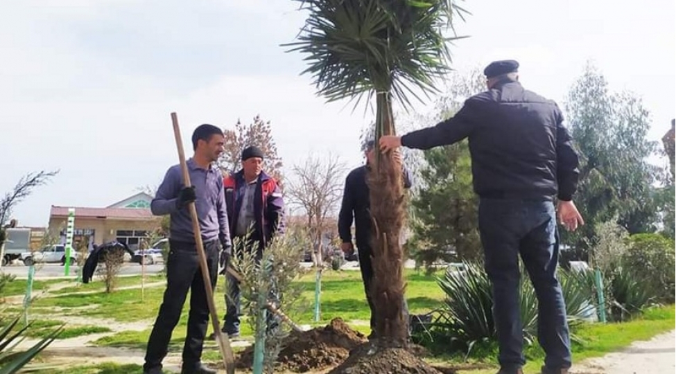 heyder-eliyevin-100-illik-yubileyi-ile-bagli-sabirabadda-agacekme-aksiyasi-kechirilir