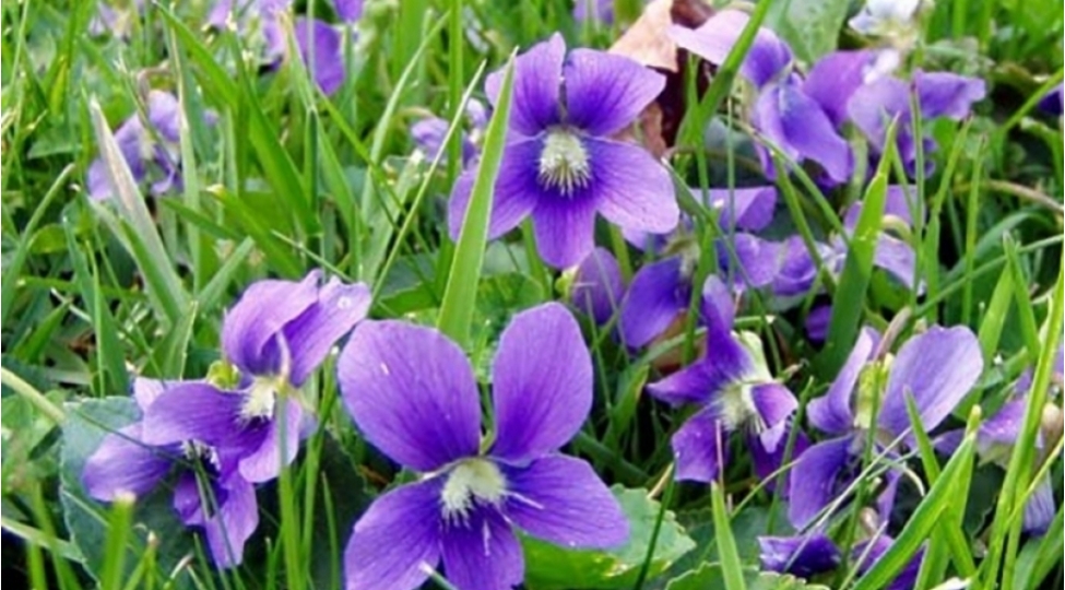 min-bir-derdin-dermani