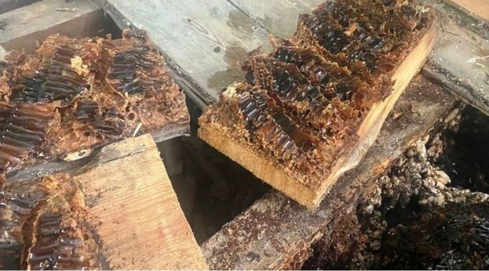 arilar-britaniyali-ailenin-evini-neheng-peteye-chevirdi-foto