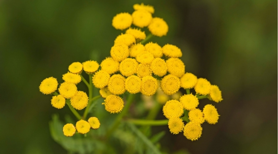 ureyi-guclendirerek-qocalmani-lengiden-bitki