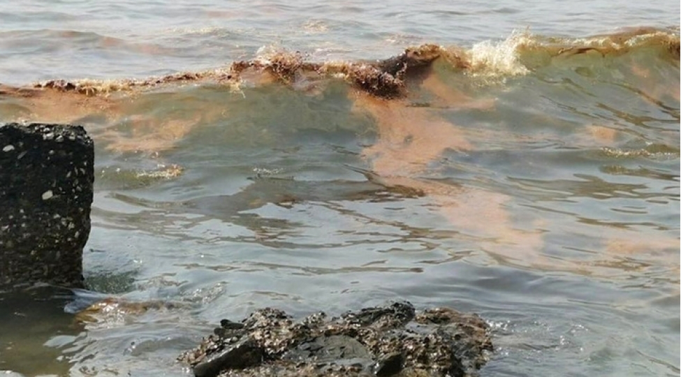 yapon-denizinde-neftle-qidalanan-bakteriyalar-tapilib