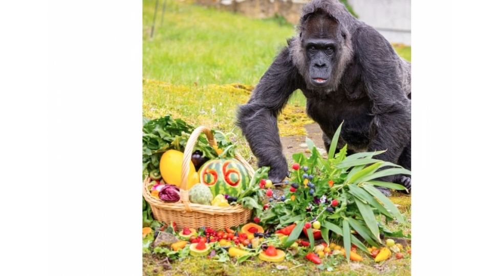 berlin-zooparkinda-qorillanin-66-yashi-tamam-oldu