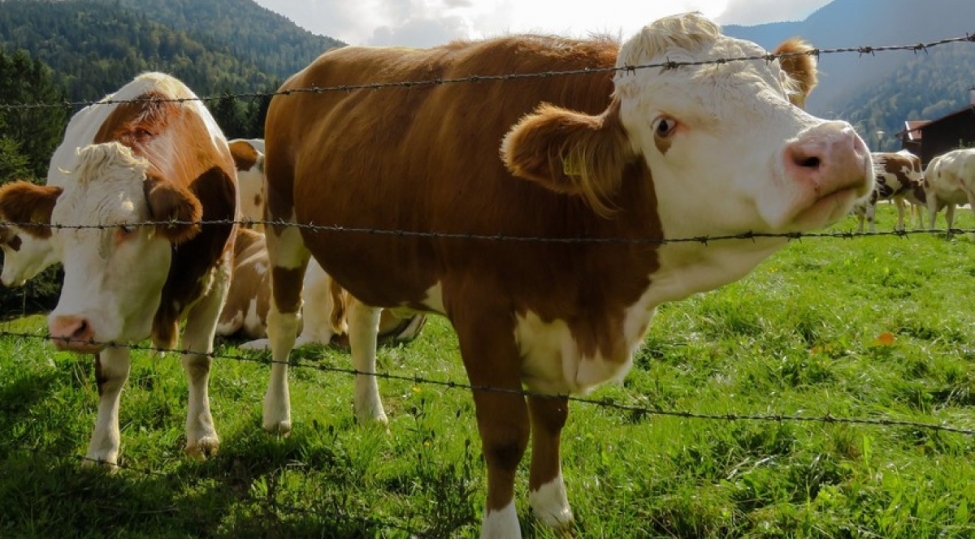 kend-teserrufati-heyvanlarinin-sigorta-bazari-3-defe-kichilib