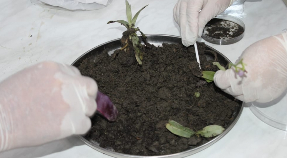 naxchivanda-xaribulbul-ekilecek-foto