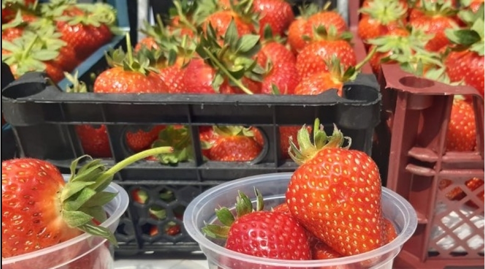 celilabadda-novbeti-chiyelek-festivali-kechirilir