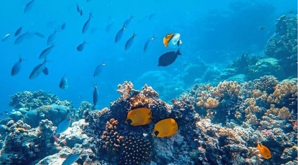 qeribe-seslense-de-faktdir