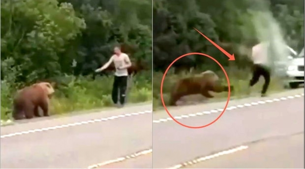 ayini-yedirzdirmek-isteyirken-ozu-yem-olacaqdi-video