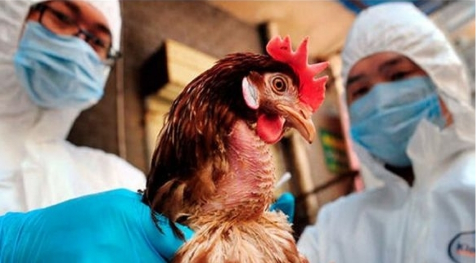 insan-geni-qush-qripinin-qarshisini-alir