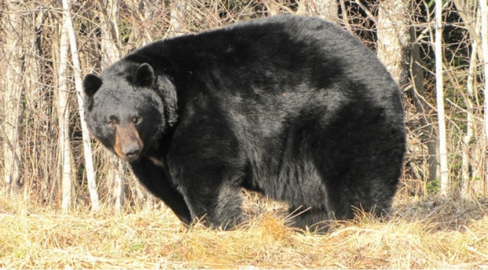 ayi-chorek-sexine-girdi-yuzden-chox-pirojki-yedi-video