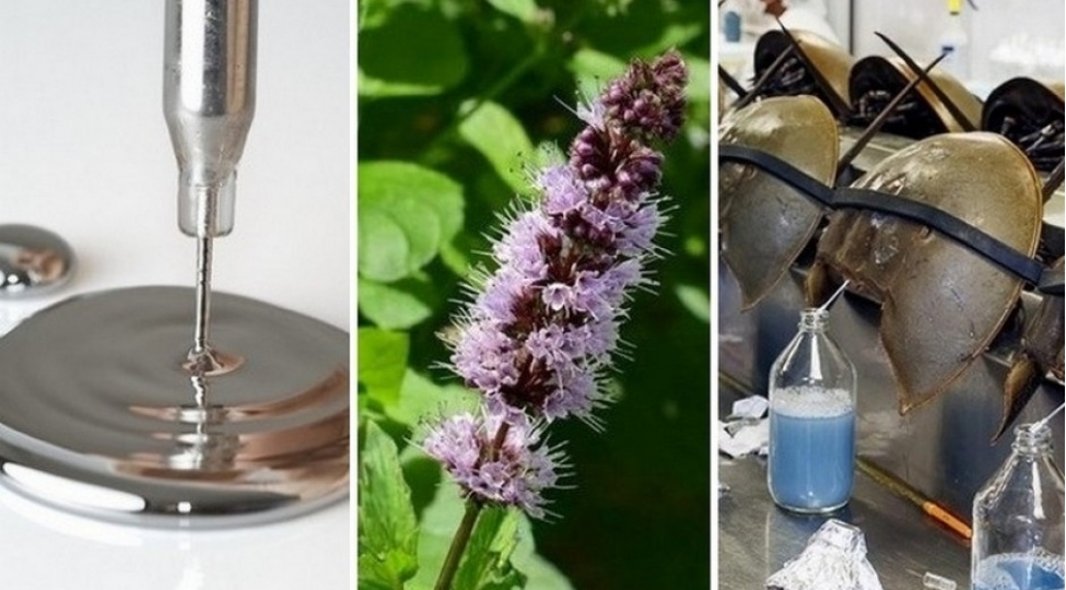 dunyanin-en-bahali-mayeleri-fotolar