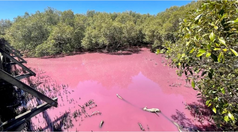 gol-bir-gecede-chehrayiya-chevrildi-mutexessislerden-heyecan-tebili