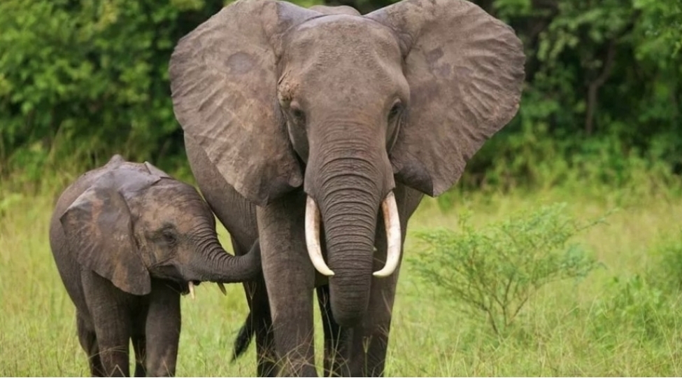 alimlerin-arashdirmasi-filler-bir-biri-ile-adlari-vasitesile-unsiyyet-qururlar