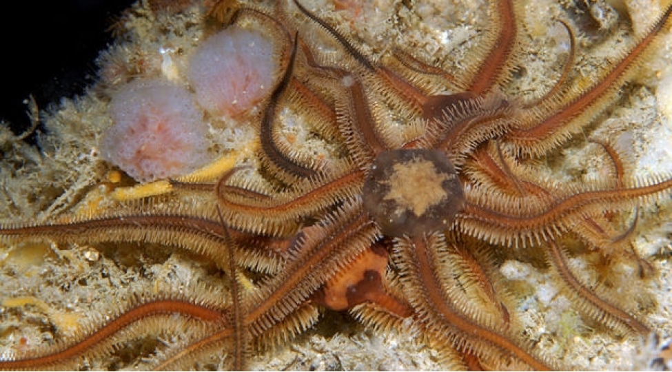 bioloqlar-beyni-olmayan-deniz-ulduzlarinin-oyrenme-qabiliyyetlerinin-oldugunu-mueyyen-edibler