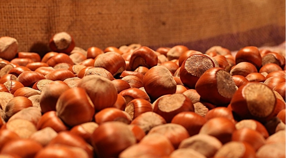 fao-azerbaycanda-findiq-istehsalinin-60-70-i-kichik-fermerler-hesabina-teshkil-olunur