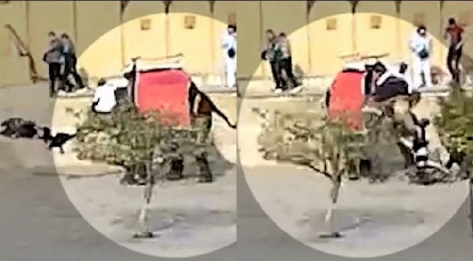 hindistanda-fil-turisti-xortumu-ile-tutub-yere-chirpib-video