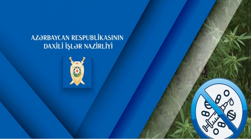 sabunchuda-narkoplantasiya-ashkarlanib-fotovideo