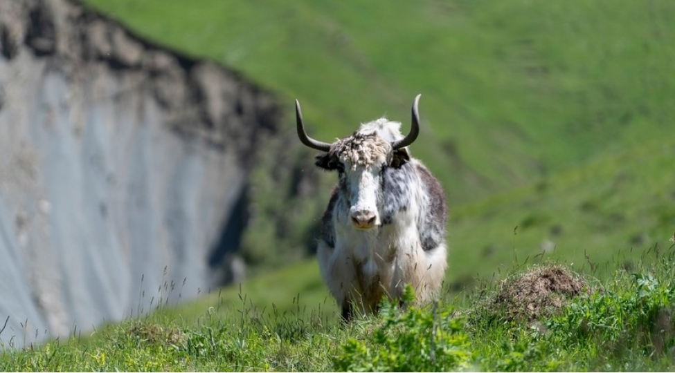 qirgizistandan-ishgaldan-azad-edilmish-yaylaqlara-daha-116-bash-yak-getirilib