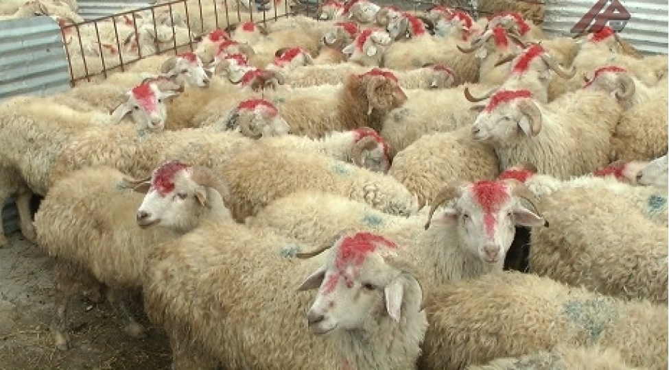 naxchivanda-qurbanliq-heyvanlarin-satish-ve-kesim-yerleri-achiqlanib
