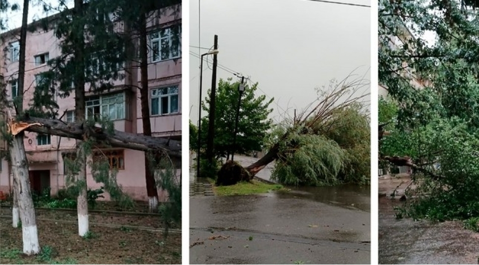 agstafada-guclu-kulek-agaci-ashirib-xesaret-alanlar-var