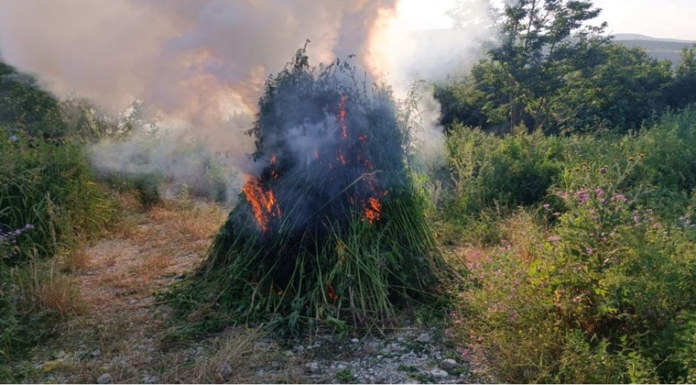 esgeranda-1-ton-chetene-bitkisi-mehv-edilib