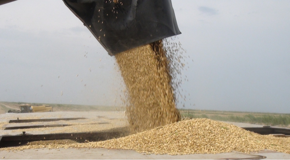 dunya-bazarinda-bugda-qiymetleri-son-5-ilin-orta-heddinden-ashagi-dushub