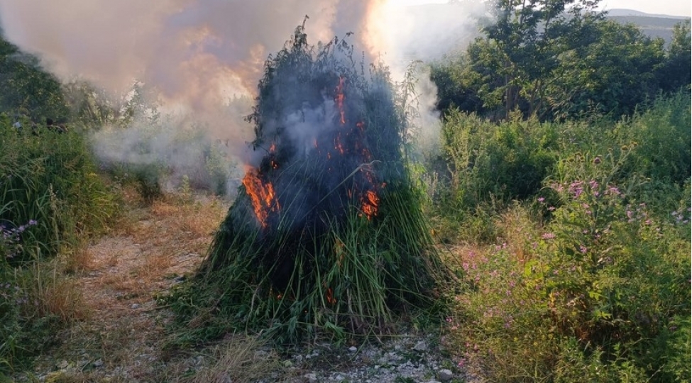 qazaxda-3-ton-chetene-bitkisi-mehv-edilib